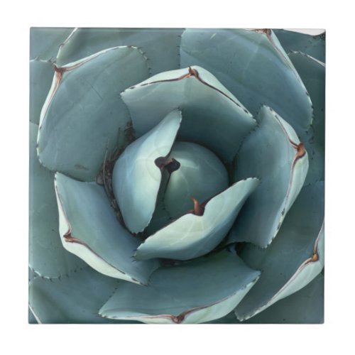 Green Botanical Desert Succulent Ceramic Tile