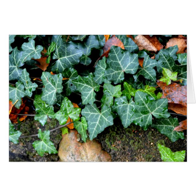 Green botanical Ivy and field stone Cards (Front Horizontal)