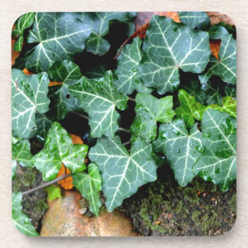 Green botanical Ivy and field stone Coaster