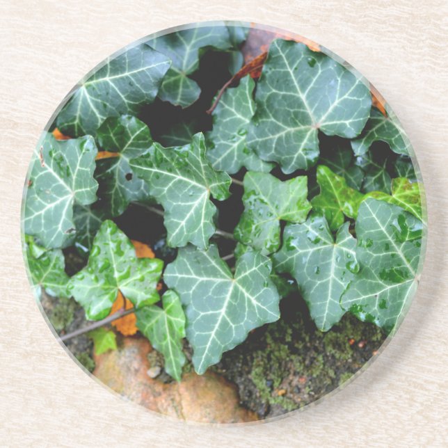 Green botanical Ivy and field stone Sandstone Coaster (Front)
