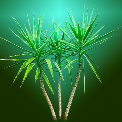 Green Botanical Palm Tree Cushion Napkins
