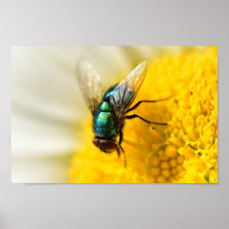 Green Bottle Fly Poster