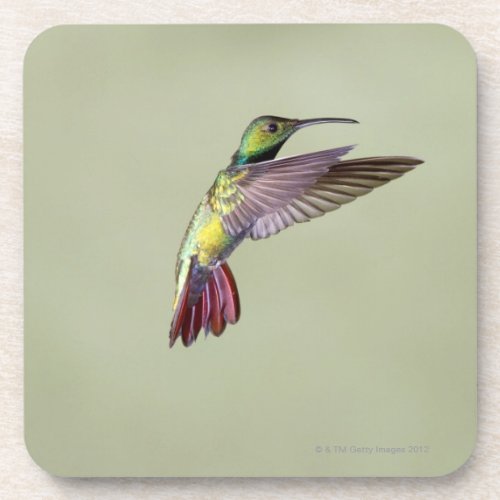 Green_breasted Mango Hummingbird Anthracocorax 2 Coaster