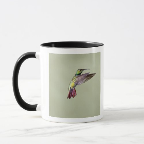 Green_breasted Mango Hummingbird Anthracocorax 2 Mug