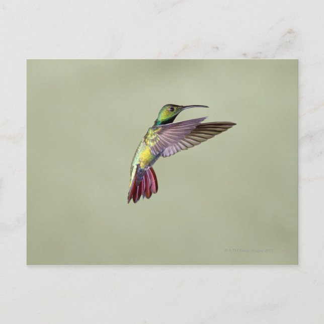 Green-breasted Mango Hummingbird Anthracocorax 2 Postcard (Front)