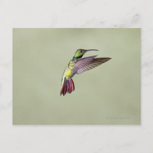 Green-breasted Mango Hummingbird Anthracocorax 2 Postcard