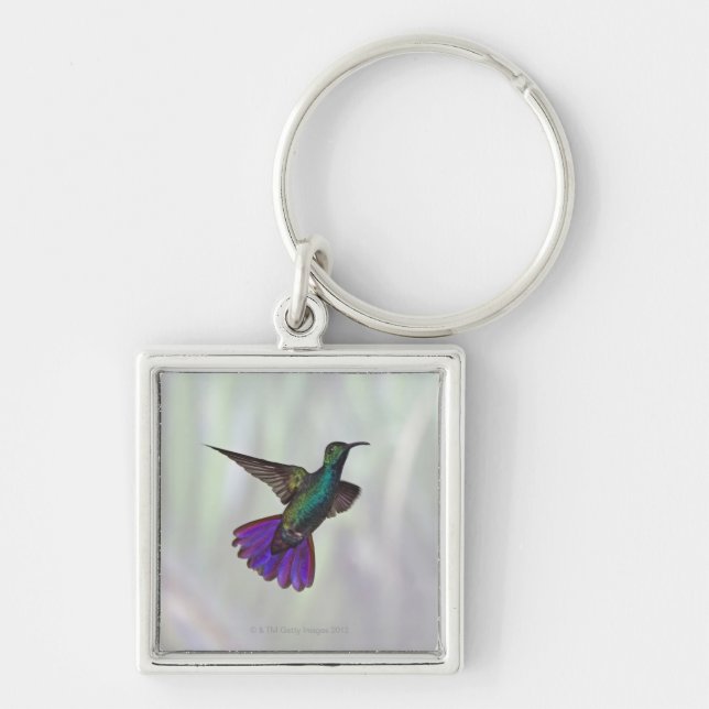 Green-breasted Mango Hummingbird Anthracocorax Keychain (Front)