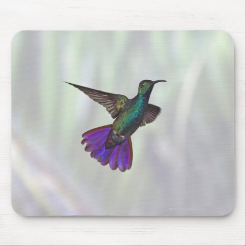 Green_breasted Mango Hummingbird Anthracocorax Mouse Pad