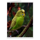 Green Budgie (Front)
