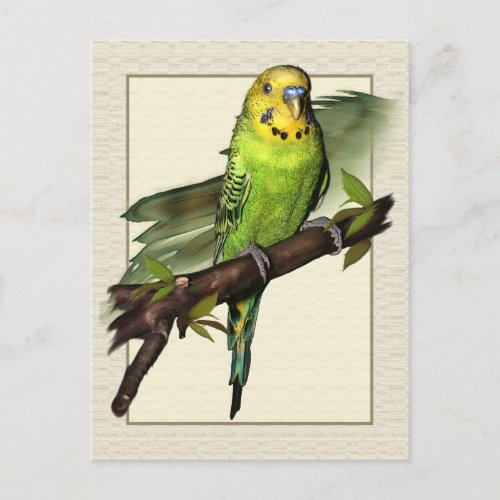 Green Budgie Art Postcard