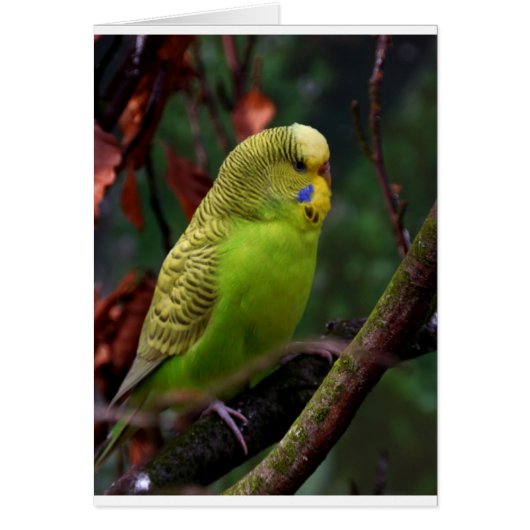 Green Budgie Cards (Front)