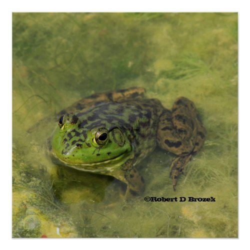 Green Bull Frog Shot closeup Poster