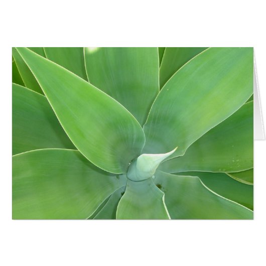 Green Burst v2 Cards (Front Horizontal)