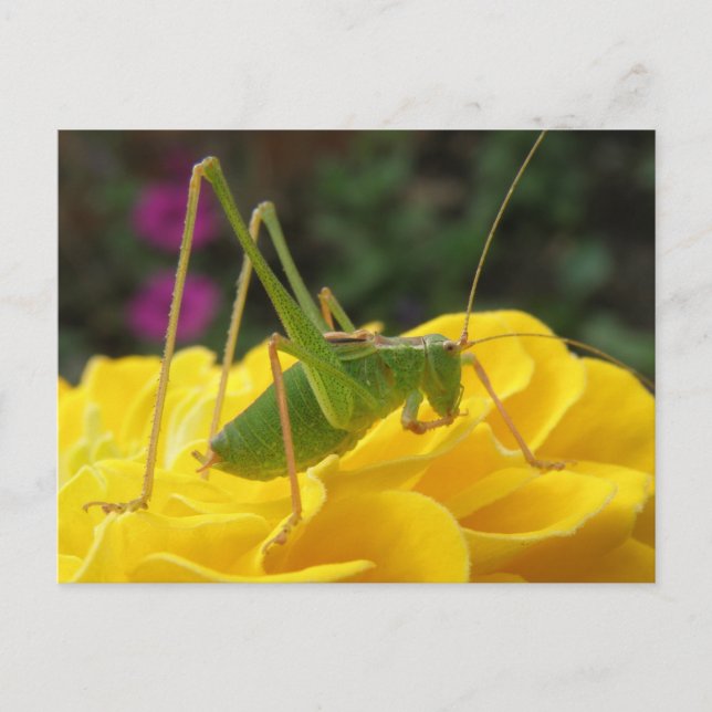 Green Bush Cricket Postcard (Front)