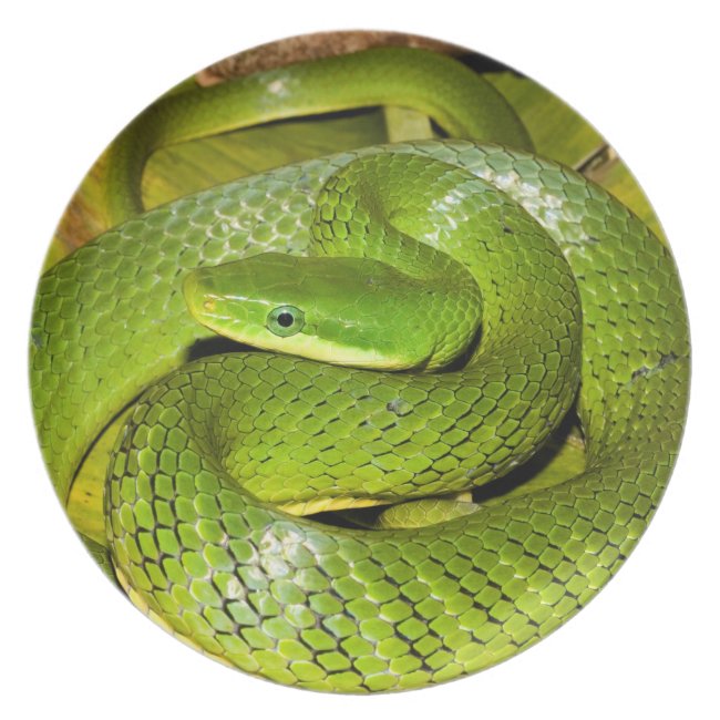 Green Bush Rat Snake