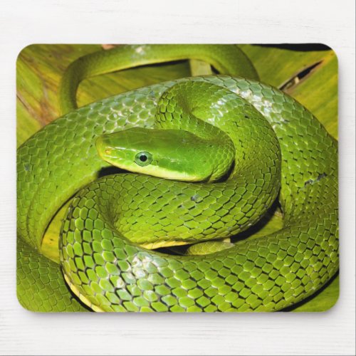 Green Bush Rat Snake Mouse Pad