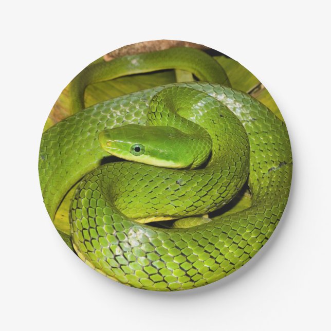 Green Bush Rat Snake Paper Plates (Front)