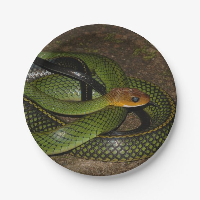 Green Bush Rat Snake Paper Plates (Front)