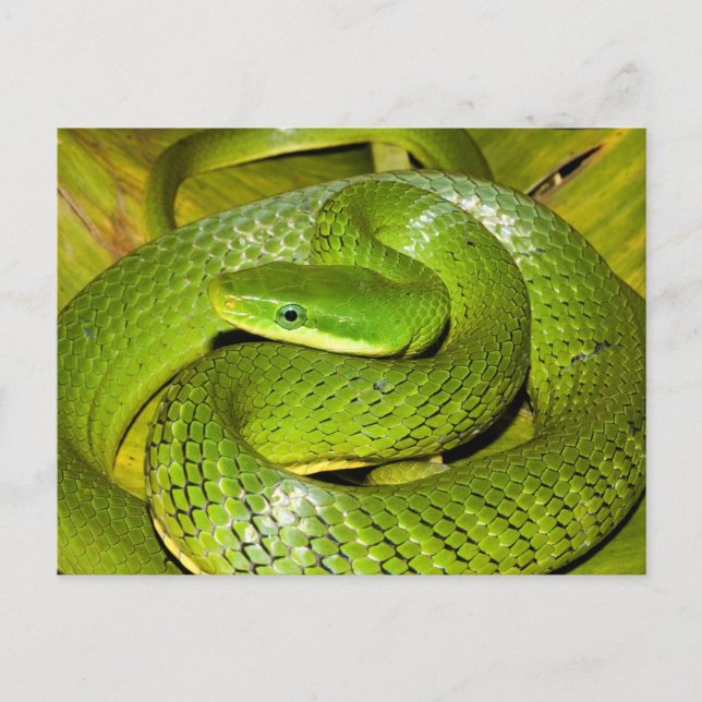 Green Bush Rat Snake Postcard (Front)