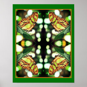 Green Butterfly Posing Abstract Poster