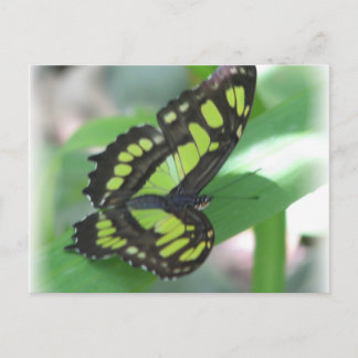 Green Butterfly Postcard