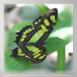 Green Butterfly Poster