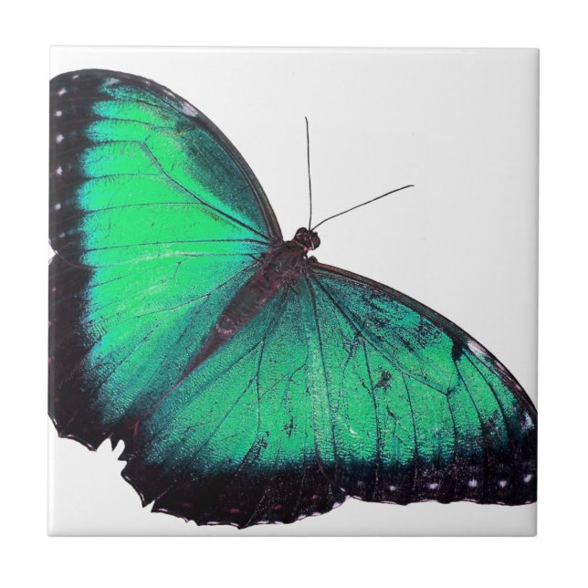 Green Butterfly Tile (Front)