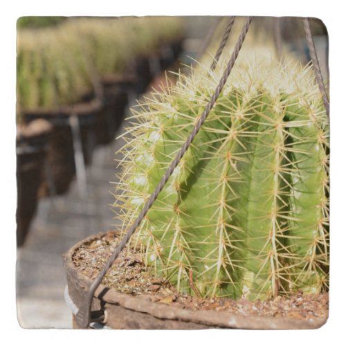 Green Cacti Desert Trivet