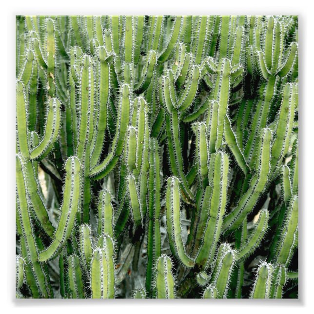 Green Cactus Cacti Plant Photo Print (Front)