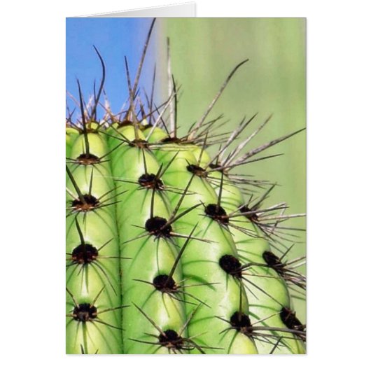 Green Cactus Thorns Cards (Front)