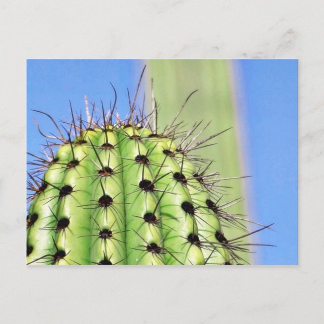 Green Cactus Thorns Postcard (Front)