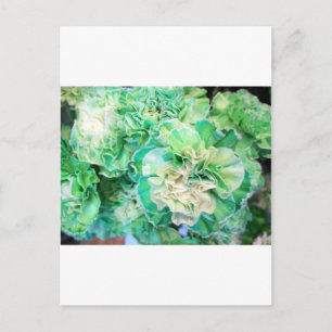 Green Carnation Postcard