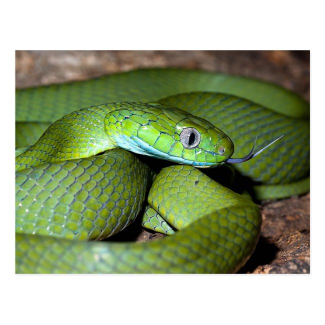 Green cat snake