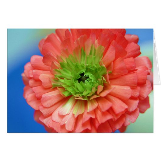 green center ranunculus cards (Front Horizontal)