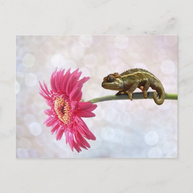 Green chameleon on pink flower postcard (Front)
