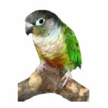 Green Cheek Conure Cutout<br><div class="desc">A green cheek conure makes a cute "all occasion" ornament for your tree or as a collector's item</div>