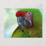 Green Cheek Conure Postcard