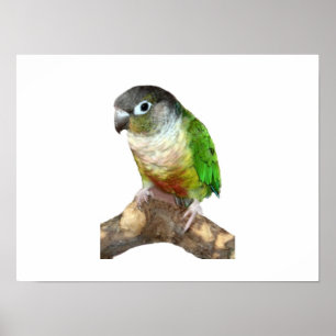 Green Cheek Conure Poster