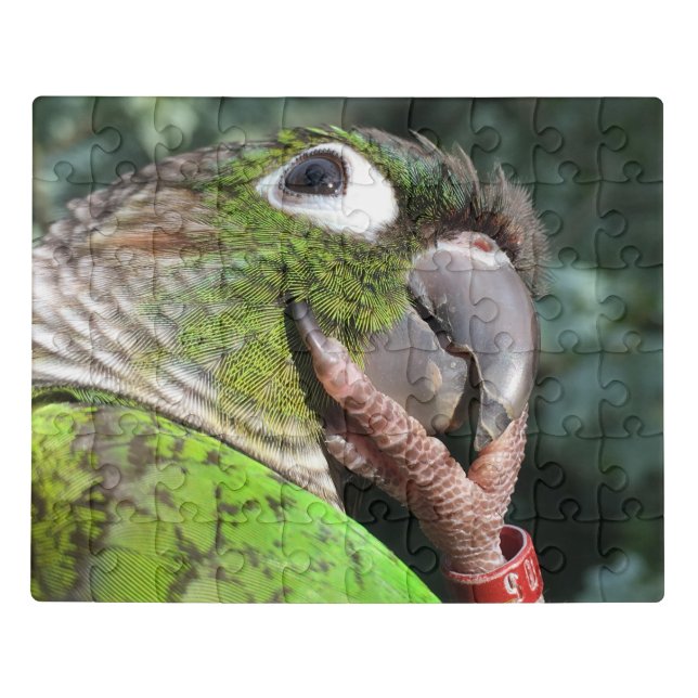 Green cheek conure Puzzle (Puzzle Horizontal)