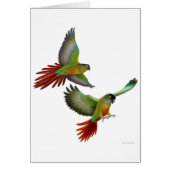 Green Cheek Conures Card (Front)