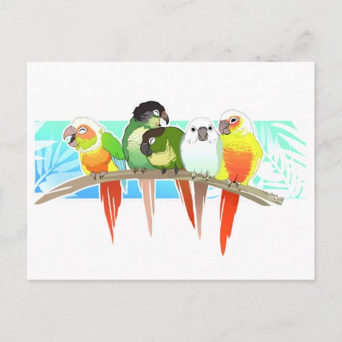 Green Cheek Conures Postcard