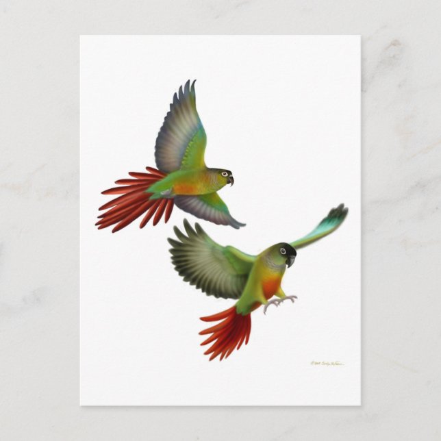 Green Cheek Conures Postcard (Front)