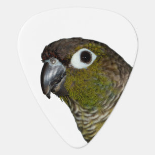 Green Cheeked Conure Guitar Pick