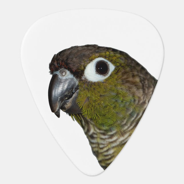 Green Cheeked Conure Guitar Pick (Front)