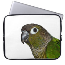 Green Cheeked Conure