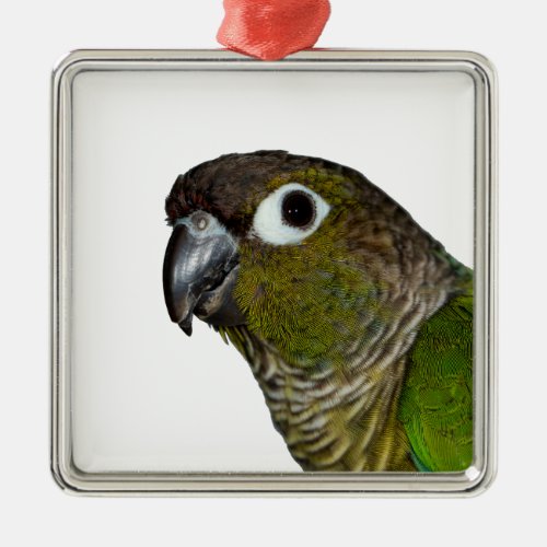 Green Cheeked Conure Metal Ornament