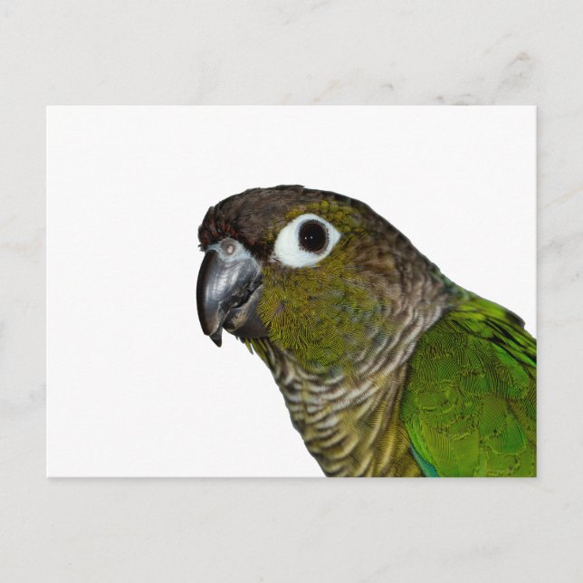 Green Cheeked Conure Postcard (Front)