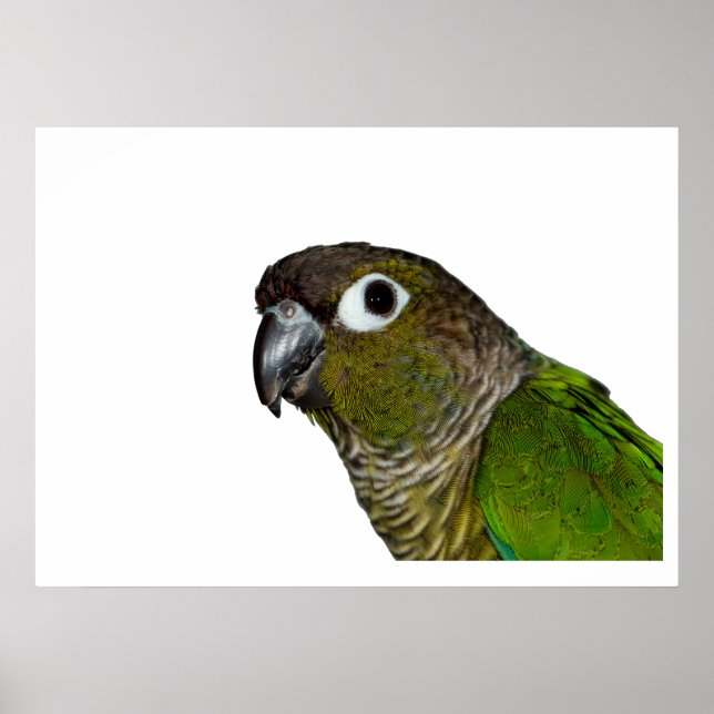 Green Cheeked Conure Poster (Front)