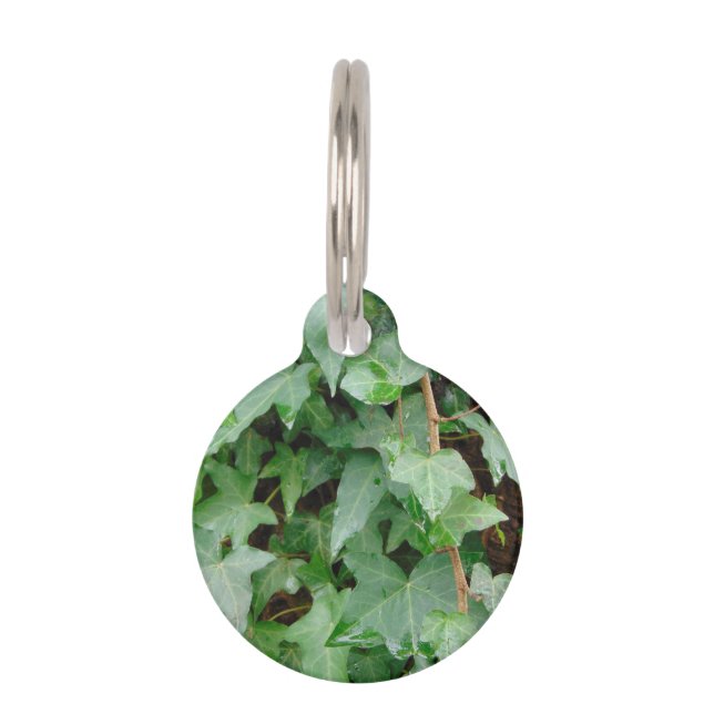 Green Climbing Ivy 0237 Pet ID Tag (Front)
