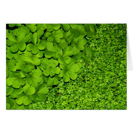 Green Clover Cards (Front Horizontal)